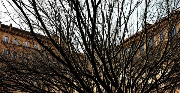 Élagage à toulouse : des experts au service de vos arbres